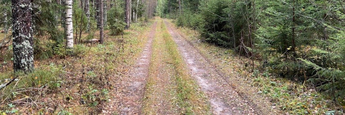 dirt road between trees